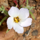 Linanthus-californicus-prickly-phlox-Ray-Miller-Trail-Pt-Mugu-2016-03-24-IMG 3061