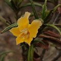 Mimulus-aurantiacus-sticky-monkeyflower-Chumash-2013-04-29-IMG 0630