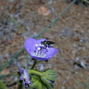 Phacelia parryi fl pollinator1-2003-03-31