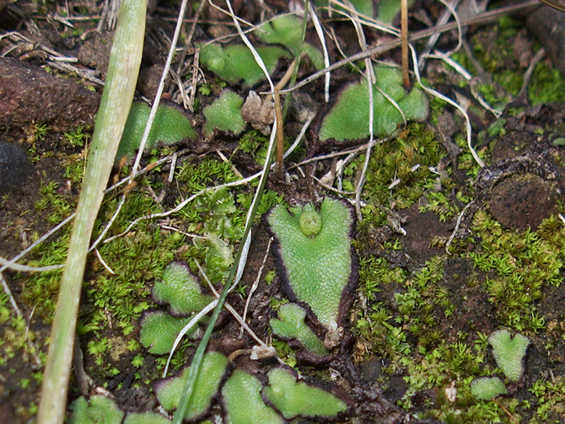 Targionia-sp-thallose-liverwort-and-moss-Pt-Mugu-2012-03-19-IMG_1368.jpg