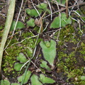 Targionia-sp-thallose-liverwort-and-moss-Pt-Mugu-2012-03-19-IMG 1368