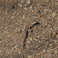 Western-fence-lizard-Sceleporus-occidentalis-Pt-Mugu-2012-03-19-IMG_1355.jpg