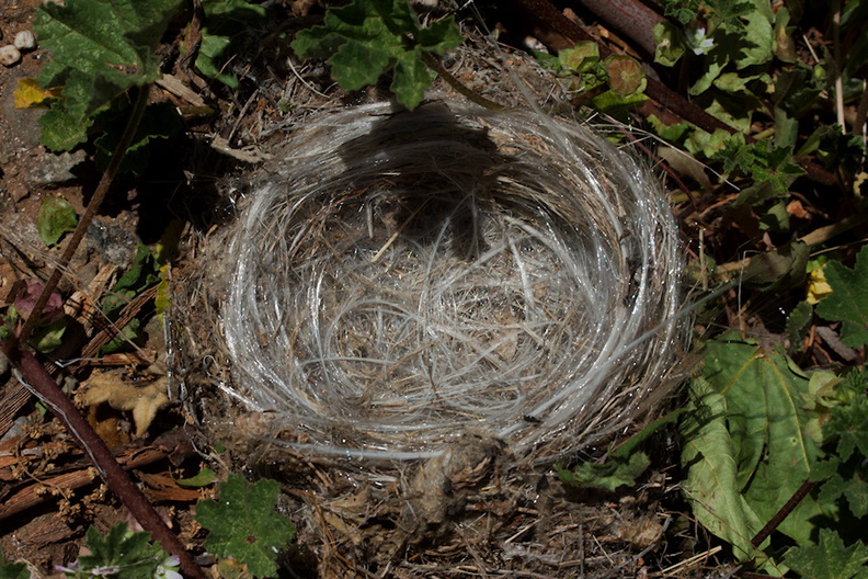 birds-nest-lined-with-synthetic-fibers-Ray-Miller-Trail-Pt-Mugu-2016-03-24-IMG_3092.jpg