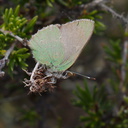 butterfly-green-on-Adenostoma-fasciculatum-chamise-Chumash-Trail-Santa-Monica-Mts-2013-03-25-IMG 0392
