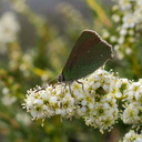 butterfly-green-on-Adenostoma-fasciculatum-chamise-Chumash-Trail-Santa-Monica-Mts-2013-03-25-IMG 0396