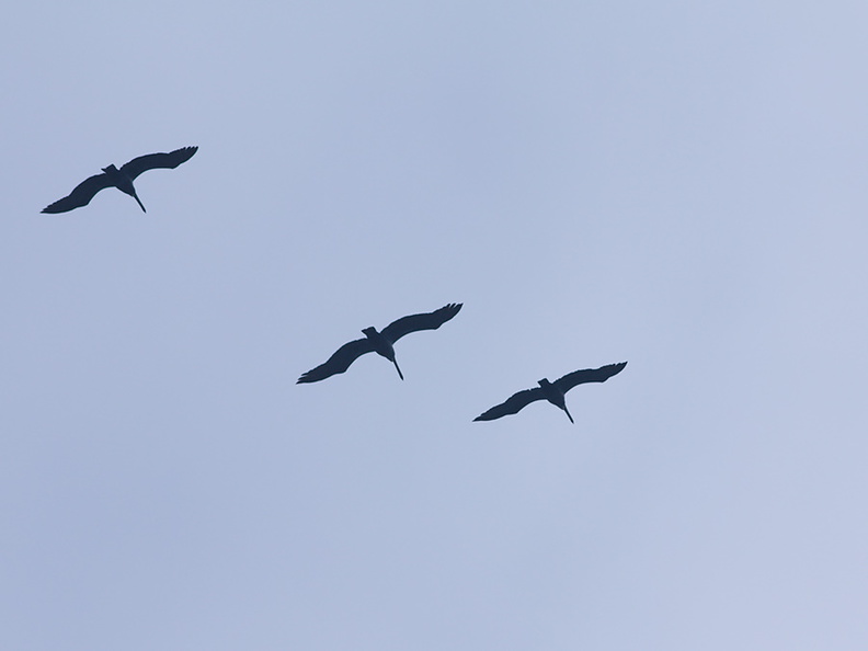pelicans-flying-in-formation-La-Jolla-trail-2011-04-22-IMG_2019.jpg