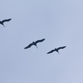 pelicans-flying-in-formation-La-Jolla-trail-2011-04-22-IMG 2019