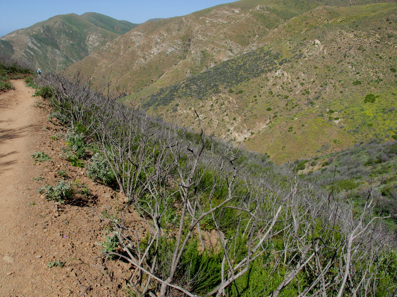 stump-sprouts-and-regrowth-after-Spring-Fire-Chumash-Trail-Pt-Mugu-2017-03-27-IMG_8048.jpg