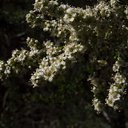 Adenostoma-fasciculata-chamise-flowers-Pt-Mugu-2010-05-08-IMG 5108