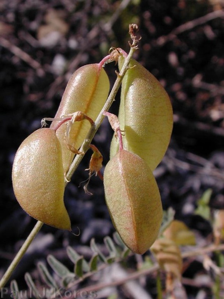 Astragalus-trichopodus-pods2-2003-05-01.jpg