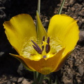 Calochortus-clavatus-yellow-mariposa-lily-Ray-Miller-Trail-Pt-Mugu-2014-05-21-IMG 3850