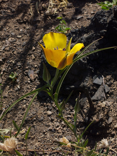 Calochortus-clavatus-yellow-mariposa-lily-Ray-Miller-Trail-Pt-Mugu-2014-05-21-IMG_3852.jpg