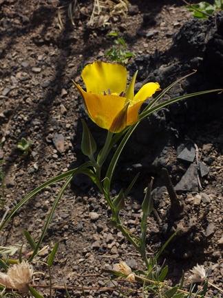 Calochortus-clavatus-yellow-mariposa-lily-Ray-Miller-Trail-Pt-Mugu-2014-05-21-IMG 3852