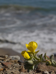 Camissioniopsis-cheiranthifolia-beach-evening-primrose-near-La-Jolla-Cyn-Pt-Mugu-2013-05-18-IMG 0843