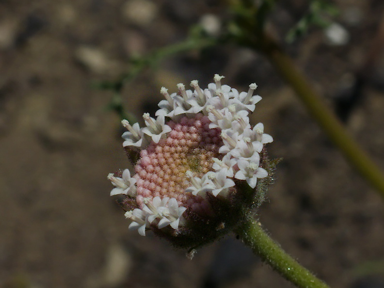Chaenactis-artemisiifolia-Ray-Miller-Trail-Pt-Mugu-2014-05-21-IMG_3866.jpg
