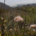 Eriogonum-fasciculatum-California-buckwheat-Leo-Carrillo-2013-05-12-IMG 0821