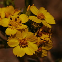 Hemizonia-fasciculata-slender-tarweed-Pt-Mugu-2008-05-13-img 7056