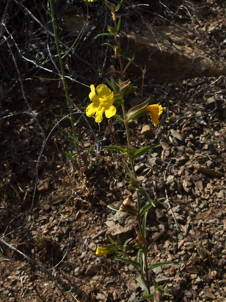 Mimulus-brevipes-wide-throated-yellow-monkeyflower-Pt-Mugu-2010-05-08-IMG_5084.jpg