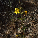 Mimulus-brevipes-wide-throated-yellow-monkeyflower-Pt-Mugu-2010-05-08-IMG 5084