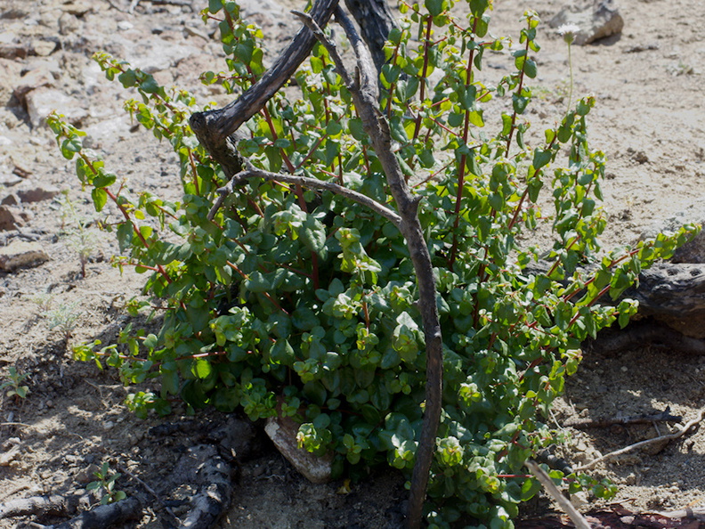 Rhus-integrifolia-lemonadeberry-stump-sprouting-Ray-Miller-Trail-Pt-Mugu-2014-05-21-IMG_3862.jpg