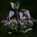 Salvia-leucophylla-purple-sage-Pt-Mugu-2008-05-18-img_7133.jpg