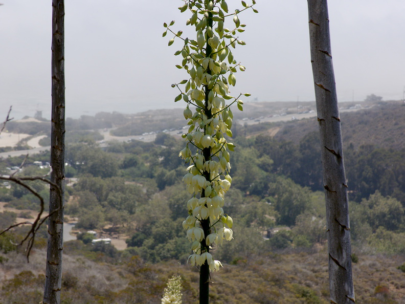 Yucca-flowering-Leo-Carrillo-2013-05-12-IMG_0826.jpg