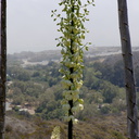 Yucca-flowering-Leo-Carrillo-2013-05-12-IMG 0826