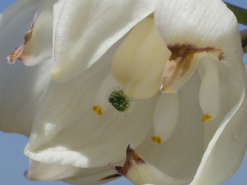 Yucca-whipplei-flower-detail-Ray-Miller-Trail-Pt-Mugu-2014-05-21-IMG 3859 v2