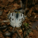 butterfly3-Pt-Mugu-2008-05-13-img 7060