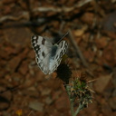 butterfly3-Pt-Mugu-2008-05-13-img 7062