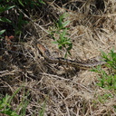 garter-snake-Pt-Mugu-2010-05-08-IMG 4960