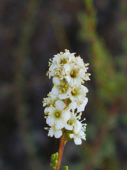 Adenostoma-fasciculatum-flowering-chamise-greasewood-Chumash-2015-06-22-IMG_5121.jpg