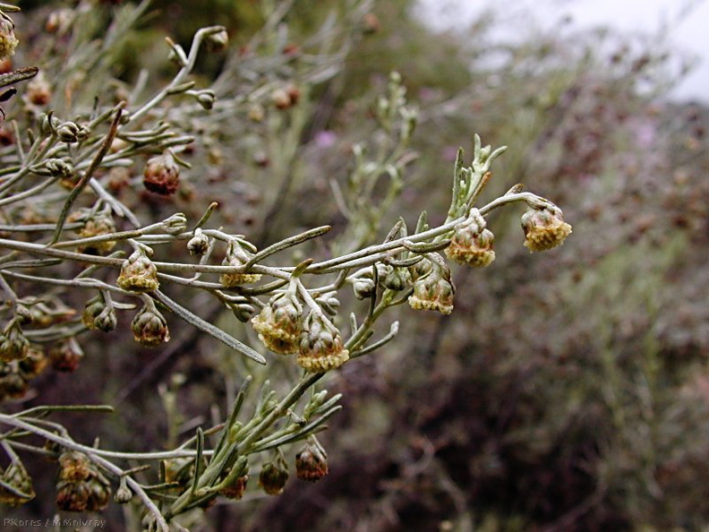 Artemisia_californica_coastal_sagebrush_fls-2003-06-10.jpg