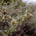 Artemisia californica coastal sagebrush fls-2003-06-10