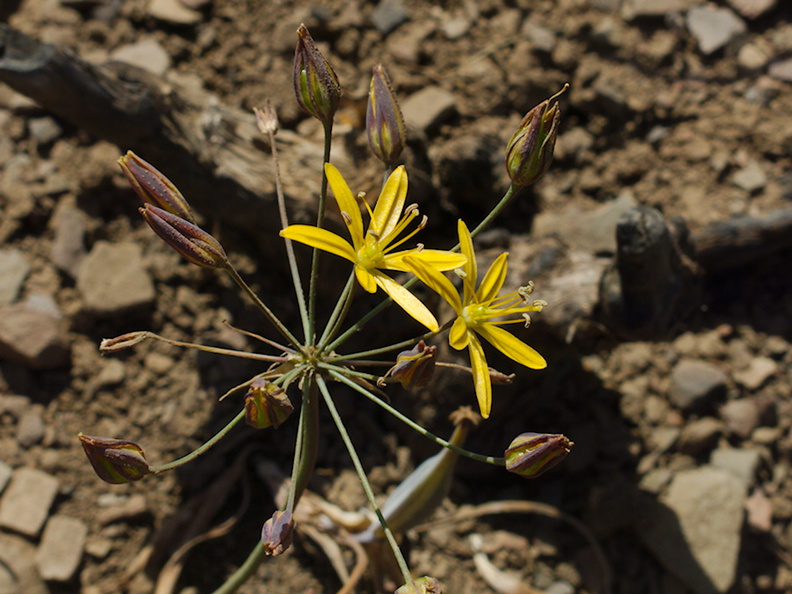 Bloomeria-crocea-golden-stars-Chumash-2014-06-02-IMG_3918.jpg