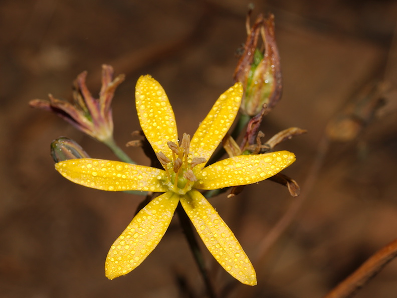 Bloomeria-crocea-golden-stars-Chumash-2015-06-15-IMG_0928.jpg