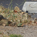 Callipepla-californica-California-quail-with-chicks-Sycamore-Cove-Pt-Mugu-2012-06-04-IMG 5166
