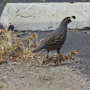 Callipepla-californica-California-quail-with-chicks-Sycamore-Cove-Pt-Mugu-2012-06-04-IMG 5168