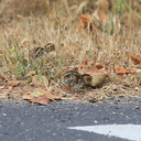 Callipepla-californica-California-quail-with-chicks-Sycamore-Cove-Pt-Mugu-2012-06-04-IMG 5173