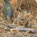 Callipepla-californica-California-quail-with-chicks-Sycamore-Cove-Pt-Mugu-2012-06-04-IMG 5225
