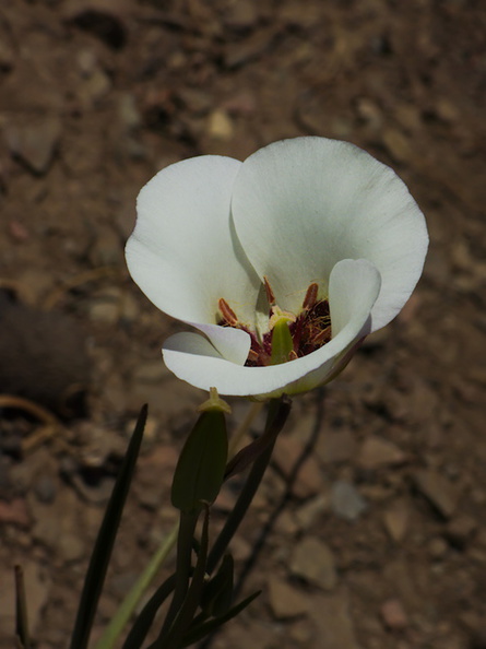 Calochortus-catalinae-Catalina-mariposa-lily-Chumash-2014-06-02-IMG_4000.jpg