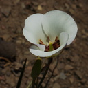 Calochortus-catalinae-Catalina-mariposa-lily-Chumash-2014-06-02-IMG 4000