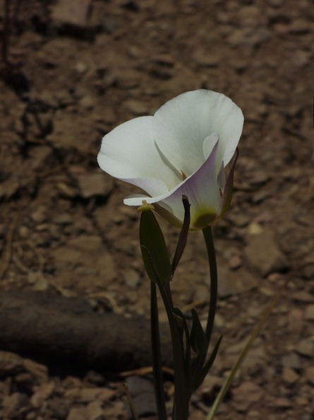 Calochortus-catalinae-Catalina-mariposa-lily-Chumash-2014-06-02-IMG_4001.jpg