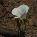 Calochortus-catalinae-Catalina-mariposa-lily-Chumash-2014-06-02-IMG 4001