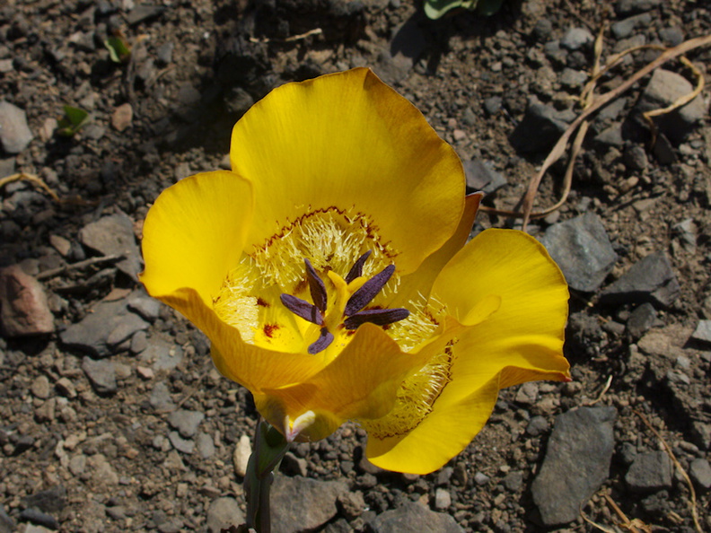 Calochortus-clavatus-yellow-mariposa-lily-Chumash-2014-06-02-IMG_3900.jpg