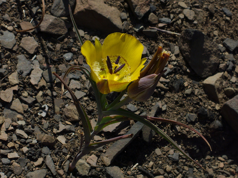 Calochortus-clavatus-yellow-mariposa-lily-Chumash-2014-06-02-IMG_3921.jpg