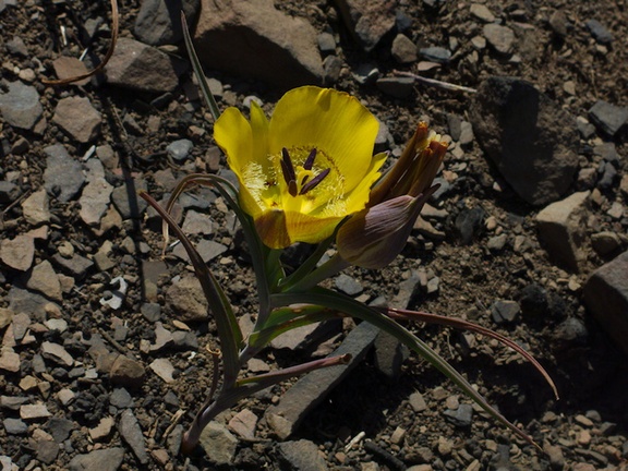 Calochortus-clavatus-yellow-mariposa-lily-Chumash-2014-06-02-IMG 3921