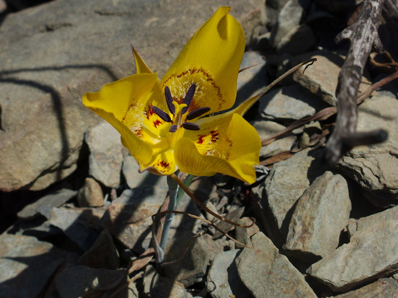 Calochortus-clavatus-yellow-mariposa-lily-Chumash-2014-06-02-IMG_3949.jpg
