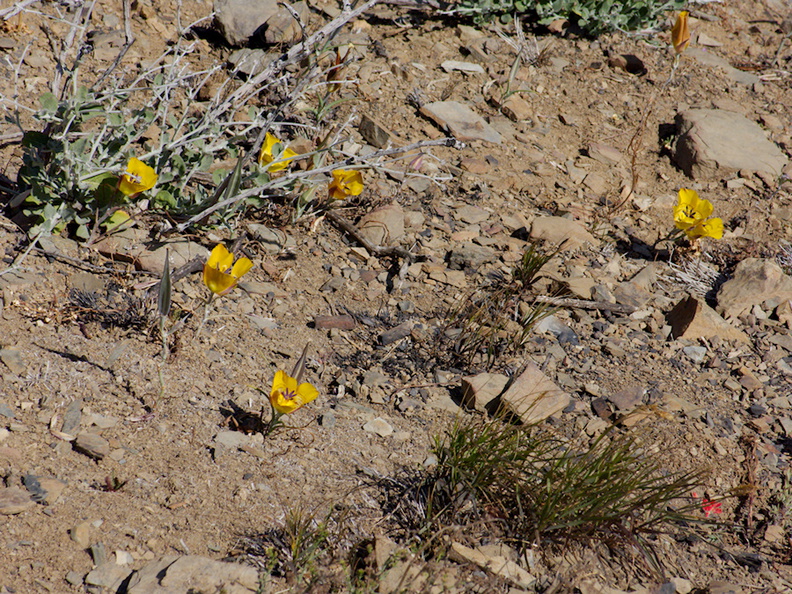 Calochortus-clavatus-yellow-mariposa-lily-Chumash-2014-06-02-IMG_3979.jpg