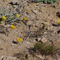 Calochortus-clavatus-yellow-mariposa-lily-Chumash-2014-06-02-IMG 3979